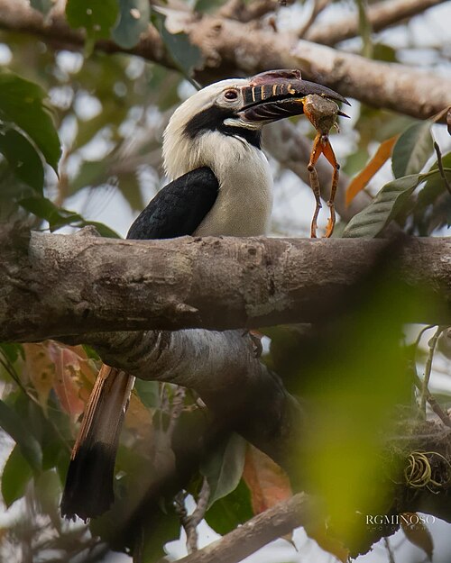 Visayan hornbill